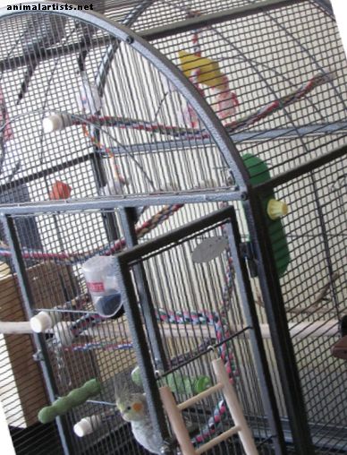 कॉकटेल, तोता, या तोता के लिए एक पक्षी पिंजरे को कैसे सेट करें