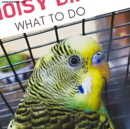 Putni - Ko darīt, kad jūsu papagailis neapstāsies čīkstēt