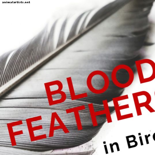 Plumas de sangre en pájaros: tirar de plumas contra polvo estético