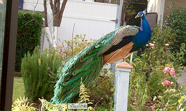 Kentsel Mahallelerde Yabani Tavus Kuşları Nasıl Hayatta Kalır?