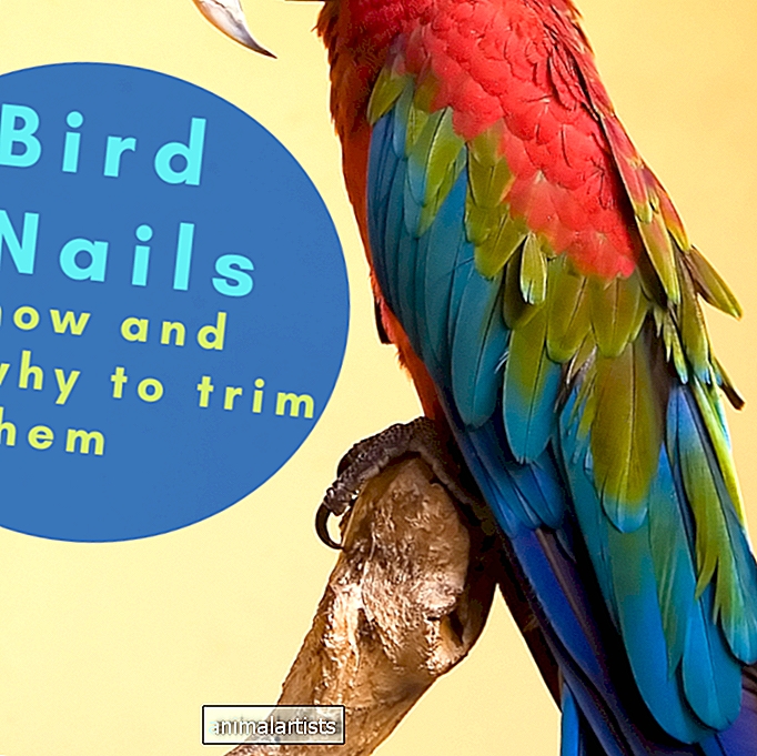 Come mantenere le unghie del tuo pappagallo (Dremel vs. tagliaunghie) - UCCELLI
