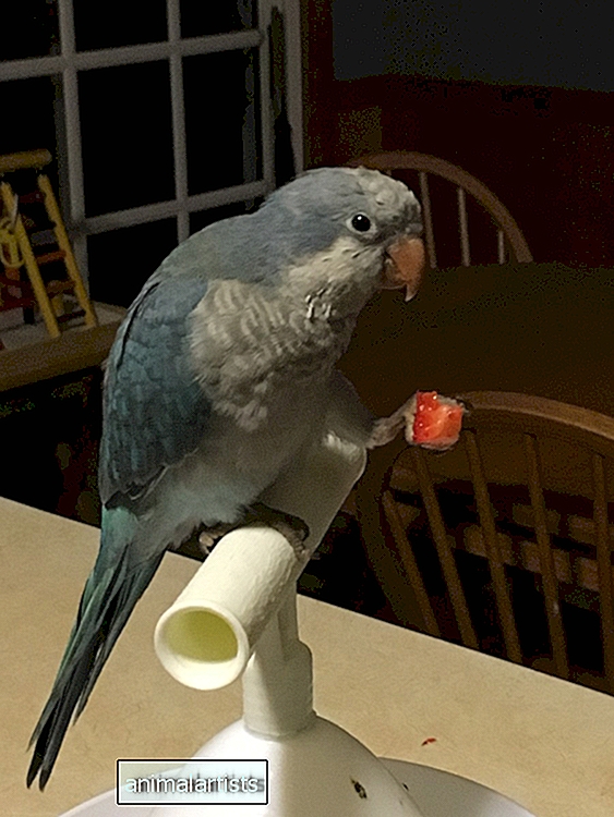 Comportamentos dos papagaios: a saúde de seus papagaios Quaker - AVES