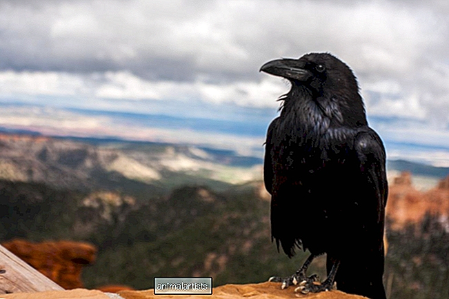 Ravne, Magpies og Crows: De smarteste fugle