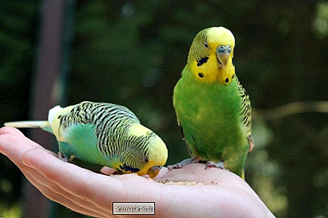 Трябва ли да отглеждам моите домашни папагали?