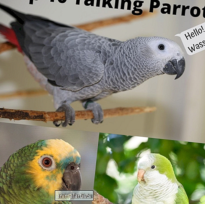 Топ 10 на най-добрите говорещи папагали