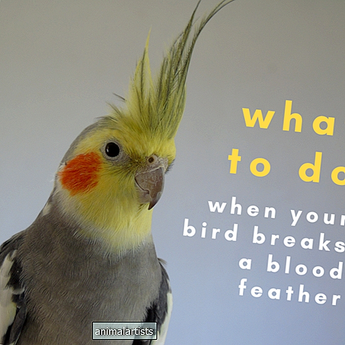 Kaj storiti, če ima vaša papiga zlomljeno pero krvi