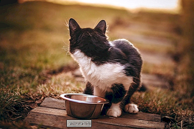 10 redenen waarom uw kat niet veel eet, maar zich normaal gedraagt