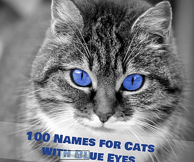 100+ jedinečných mien pre mačky s modrými očami