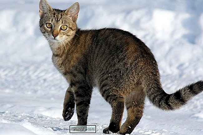 101 ονόματα τίγρεων για ριγέ γάτες - ΓΑΤΕΣ