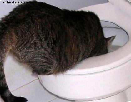 Warum in aller Welt trinken Katzen aus Toiletten?