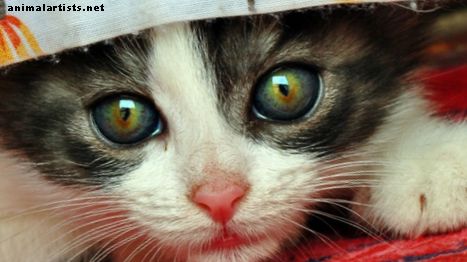 10 loogilist põhjust, miks kassid on armsad (koos piltidega)
