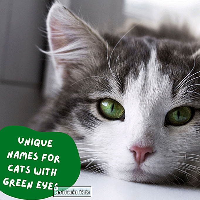 110 unike navn for katter med grønne øyne