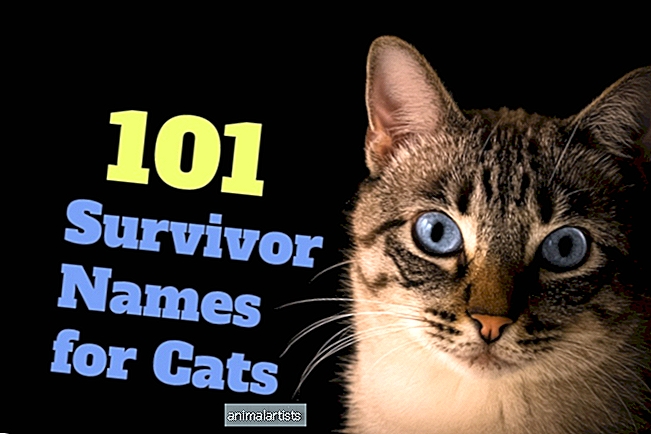 111 выживших имен для кошек - КОШКИ