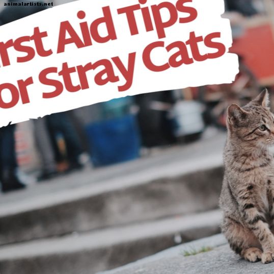 Kaip padėti gydyti benamės katės žaizdą