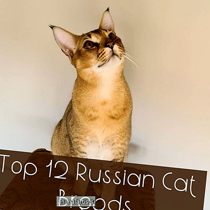 12 skaistas krievu kaķu šķirnes - KAĶI