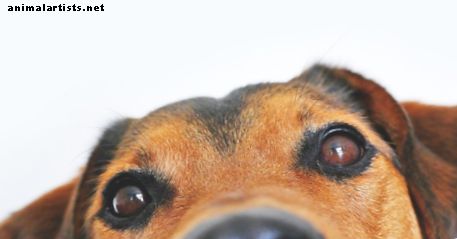Terapihunder: Hvordan de gir en hjelpende tass