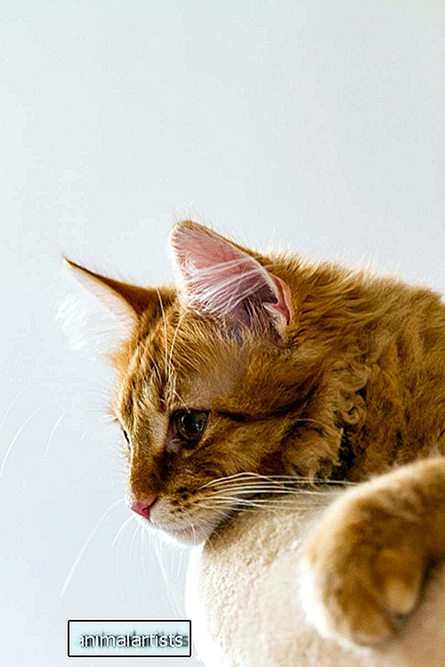 135 nombres únicos para gatos con ojos anaranjados, dorados o ámbar