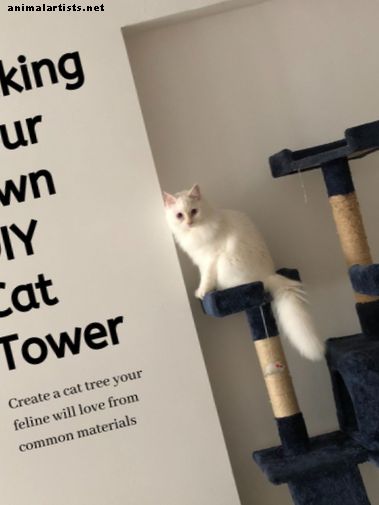 كيف تصنع برج القط أو شجرة القط الخاصة بك