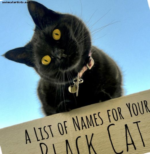 Úžasné, jedinečné a kreatívne mená pre vašu čiernu mačku - mačky
