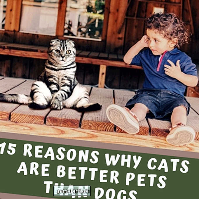 15 dôvodov, prečo sú mačky lepšie domáce zvieratá ako psy
