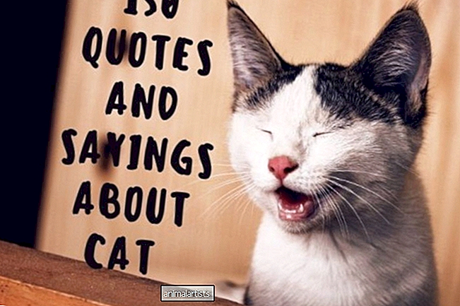 150 citações e provérbios sobre gatos fofos