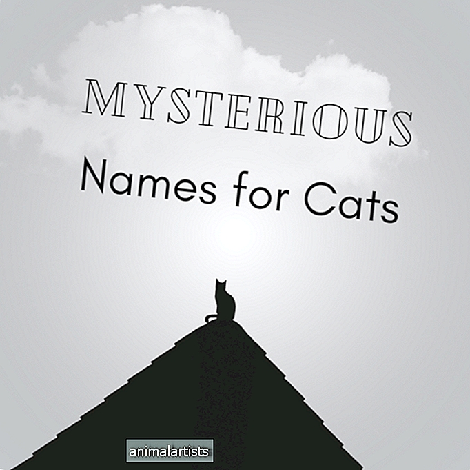 150 mysteriöse Namen für Katzen