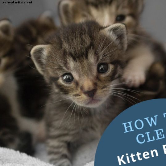 Cómo limpiar los ojos de gatito que están cerrados