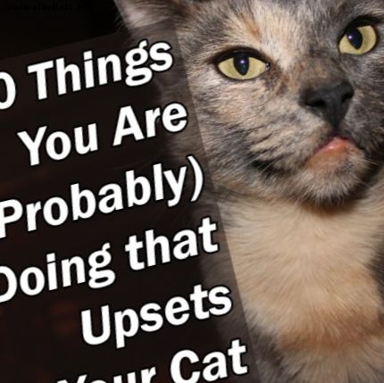 10 lietas, kuras jūs (iespējams) darāt, kas satrauc jūsu kaķi