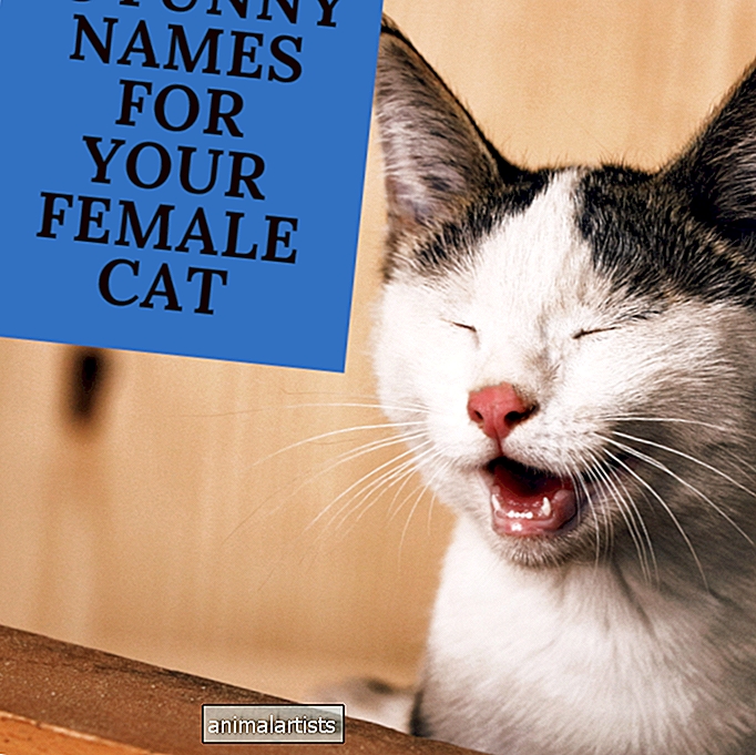 18 smiješnih ženskih mačjih imena inspiriranih filmovima