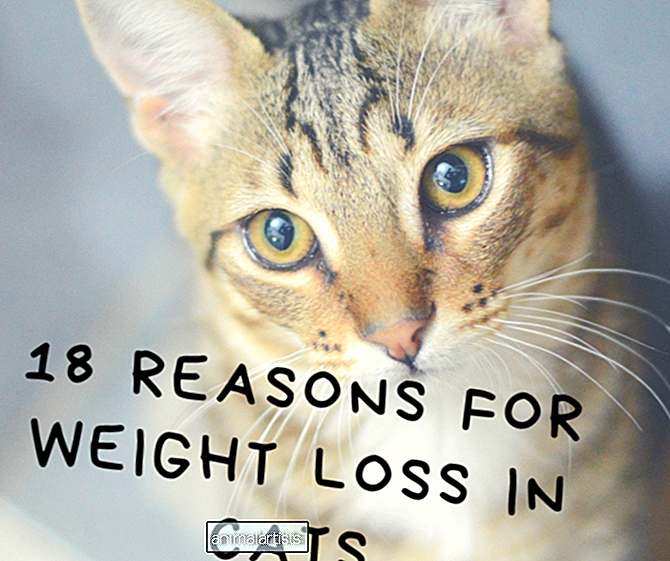 18 razones para la pérdida de peso en gatos - GATOS