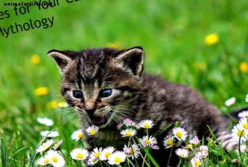 15 имена за вашата котка въз основа на норвежката митология - Котки