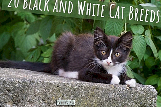 20 пород черно-белых кошек