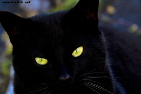 Mustat kissat Badass-nimet - Kissat