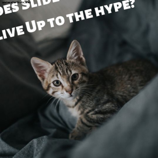 "Slide" Cat Litter Bir İnceleme