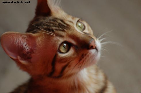 Hvordan ta vare på en Bengal Cat