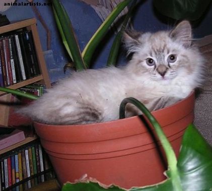 AZ naminių augalų, nuodingų jūsų katėms, sąrašas