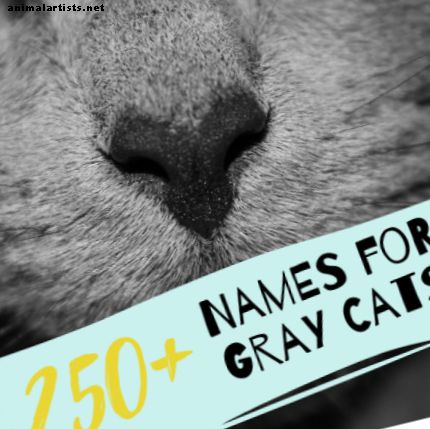 Viac ako 250 názvov sfarbenia pre sivé mačky - mačky