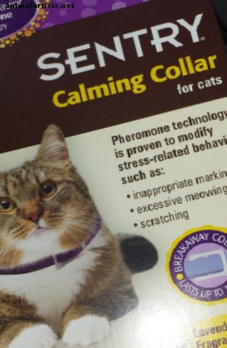 Recenzja Sentry Calming Collar: Czy to przestaje spryskiwać kota i drapać? - Koty