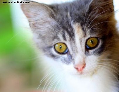 बिल्लियों में नेत्र संक्रमण: प्रकार, लक्षण, कारण, निदान और उपचार