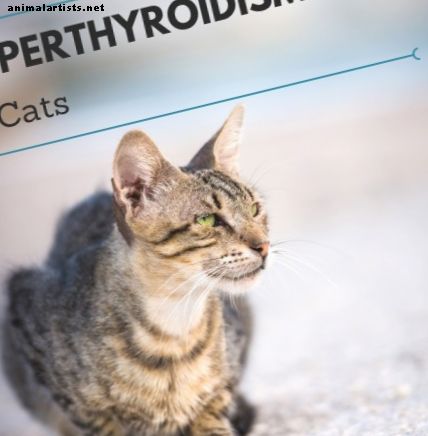Zakaj moja mačka hujša?  Pogosta vprašanja o mačjem hipertiroidizmu