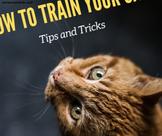 كيفية تدريب القط على القيام الحيل