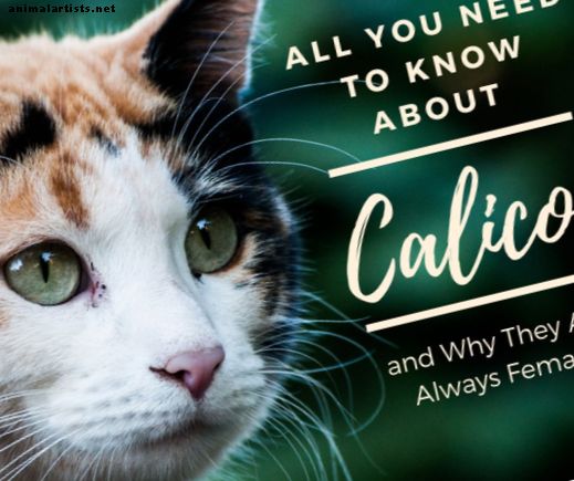 Защо Calico Cats винаги са жени?