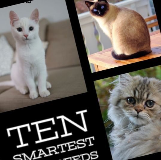 10 najbolj pametnih pasem mačk - Mačke