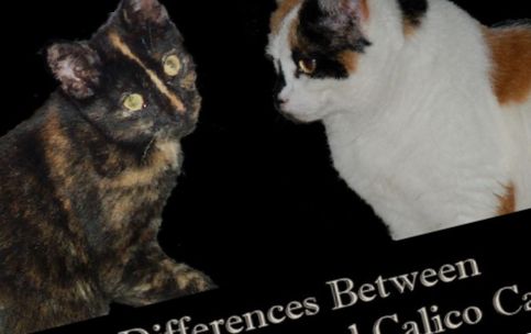 Katzen - Unterschiede zwischen Schildpatt- und Kalikokatzen