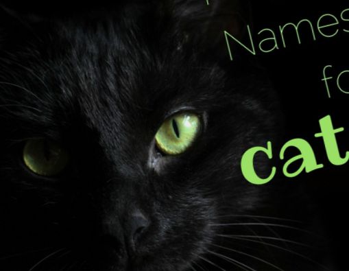 65 nombres únicos y mágicos para gatos - Gatos