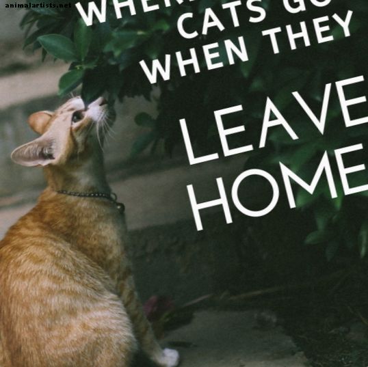 Kur eina tavo katės, kai palieka tavo namus? - Katės