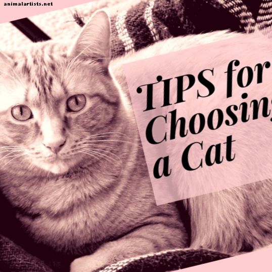 Kako izbrati mačko: 8 nasvetov za iskanje pravega zase