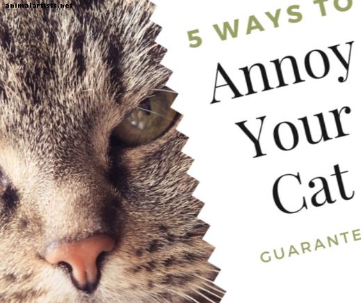 5 modalități de a-ți enerva eficient pisica