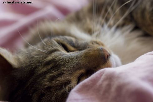 12 signes avant-coureurs du cancer du chat que chaque propriétaire devrait savoir