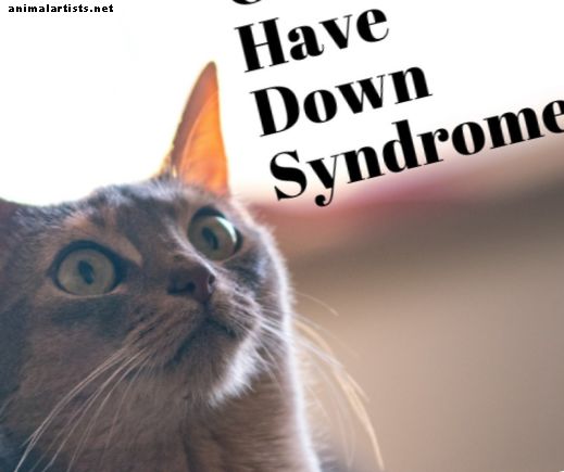 ¿Pueden los gatos tener síndrome de Down?  The Lowdown on Feline DS